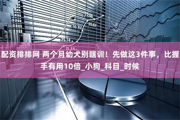 配资排排网 两个月幼犬别瞎训！先做这3件事，比握手有用10倍_小狗_科目_时候